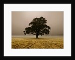 Single Tree in mist and fog by Assaf Frank